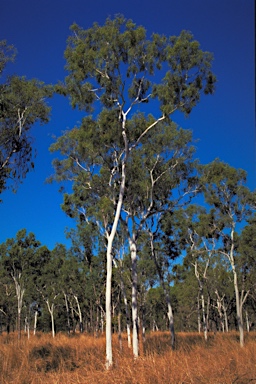 APII jpeg image of Corymbia bella  © contact APII