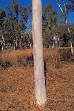 APII jpeg image of Corymbia bella  © contact APII