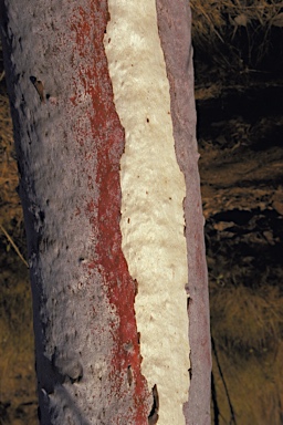 APII jpeg image of Eucalyptus brevifolia  © contact APII