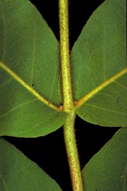 APII jpeg image of Corymbia confertiflora  © contact APII