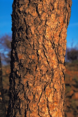 APII jpeg image of Corymbia deserticola subsp. deserticola  © contact APII