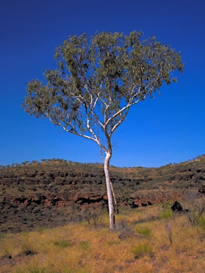 APII jpeg image of Corymbia dichromophloia  © contact APII