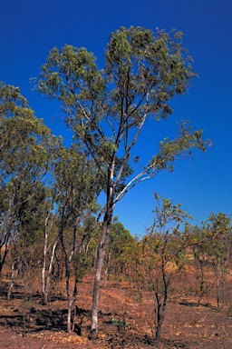 APII jpeg image of Eucalyptus distans  © contact APII