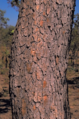 APII jpeg image of Corymbia dunlopiana  © contact APII