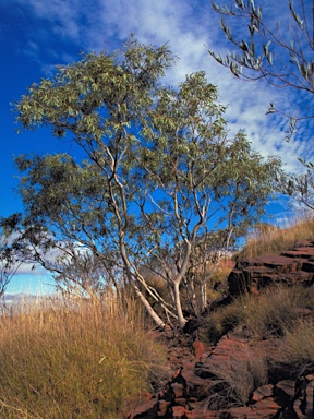 APII jpeg image of Corymbia ferriticola  © contact APII