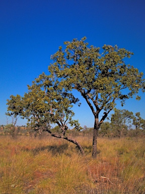 APII jpeg image of Corymbia ferruginea  © contact APII