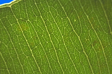 APII jpeg image of Corymbia foelscheana  © contact APII