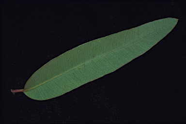 APII jpeg image of Corymbia semiclara  © contact APII