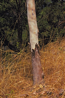 APII jpeg image of Corymbia kombolgiensis  © contact APII