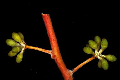 APII jpeg image of Eucalyptus leucophloia subsp. leucophloia  © contact APII