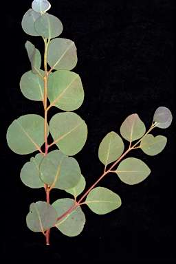 APII jpeg image of Eucalyptus leucophloia subsp. euroa  © contact APII