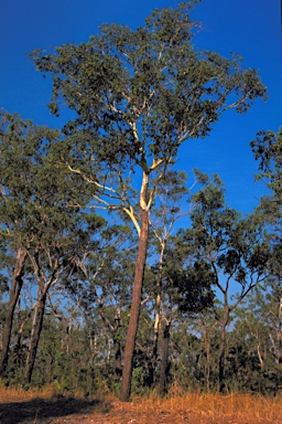 APII jpeg image of Eucalyptus miniata  © contact APII