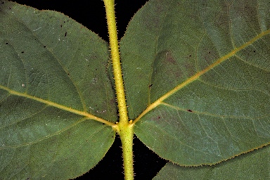 APII jpeg image of Corymbia chartacea  © contact APII