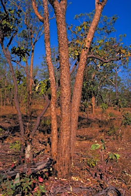 APII jpeg image of Eucalyptus phoenicea  © contact APII