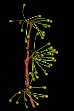 APII jpeg image of Corymbia polysciada  © contact APII