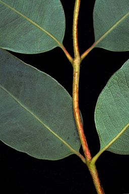 APII jpeg image of Corymbia porrecta  © contact APII