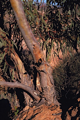 APII jpeg image of Eucalyptus prominens  © contact APII