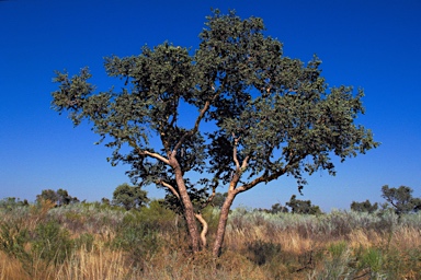 APII jpeg image of Corymbia sphaerica  © contact APII