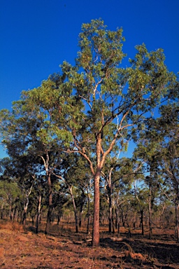 APII jpeg image of Corymbia umbonata  © contact APII