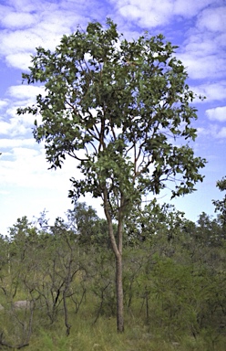 APII jpeg image of Corymbia chartacea  © contact APII