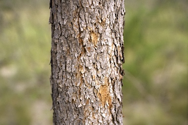 APII jpeg image of Corymbia chartacea  © contact APII