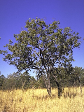 APII jpeg image of Corymbia ferruginea subsp. stypophylla  © contact APII