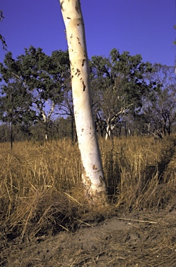 APII jpeg image of Corymbia grandifolia subsp. longa  © contact APII