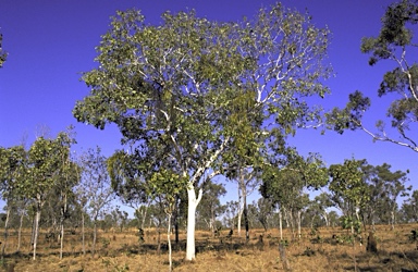 APII jpeg image of Corymbia grandifolia subsp. longa - grandifolia subsp. lamprocardia  © contact APII