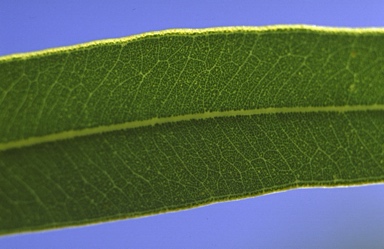 APII jpeg image of Eucalyptus obconica  © contact APII