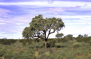 APII jpeg image of Corymbia zygophylla  © contact APII