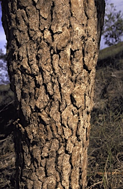 APII jpeg image of Corymbia zygophylla  © contact APII