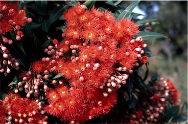 APII jpeg image of Corymbia ficifolia  © contact APII