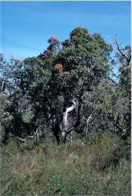 APII jpeg image of Corymbia ficifolia  © contact APII