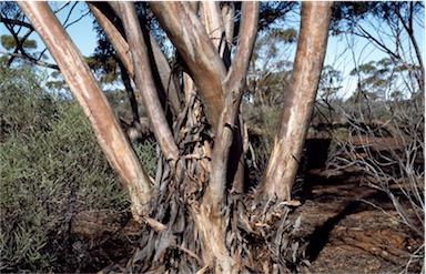 APII jpeg image of Eucalyptus flavida  © contact APII