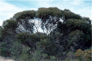 APII jpeg image of Eucalyptus foecunda  © contact APII