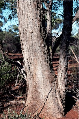 APII jpeg image of Eucalyptus formanii  © contact APII