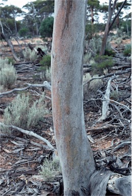 APII jpeg image of Eucalyptus fraseri subsp. fraseri  © contact APII