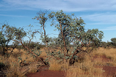 APII jpeg image of Eucalyptus gamophylla  © contact APII