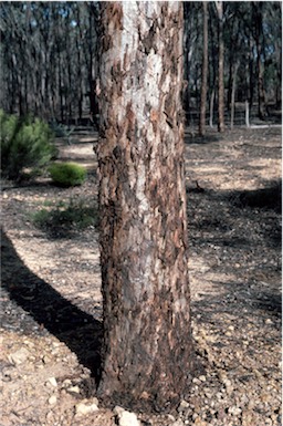 APII jpeg image of Eucalyptus gardneri  © contact APII