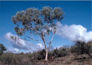 APII jpeg image of Eucalyptus gillii  © contact APII