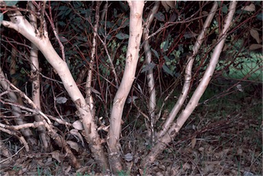APII jpeg image of Eucalyptus gittinsii  © contact APII