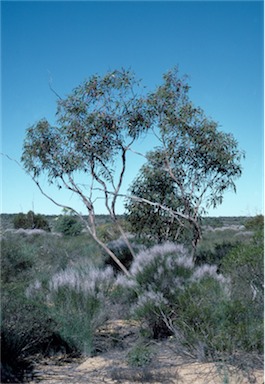 APII jpeg image of Eucalyptus gittinsii  © contact APII