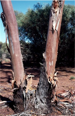 APII jpeg image of Eucalyptus griffithsii  © contact APII