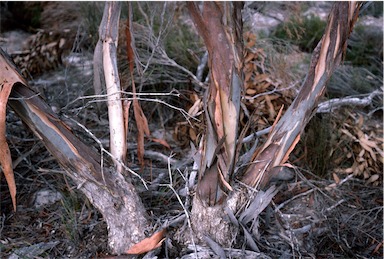 APII jpeg image of Eucalyptus halophila  © contact APII