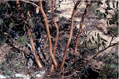 APII jpeg image of Eucalyptus incerata  © contact APII