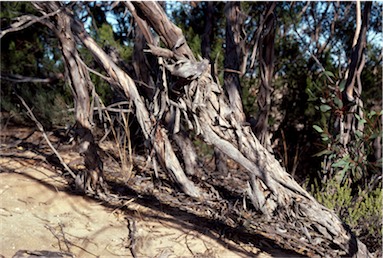 APII jpeg image of Eucalyptus incrassata  © contact APII