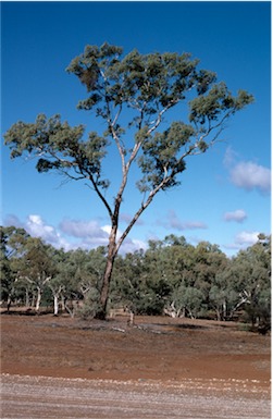 APII jpeg image of Eucalyptus intertexta  © contact APII