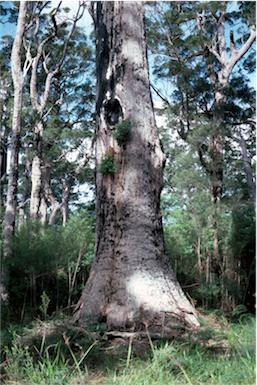 APII jpeg image of Eucalyptus jacksonii  © contact APII