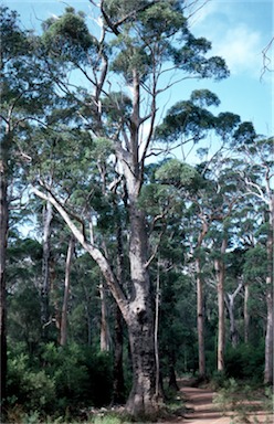 APII jpeg image of Eucalyptus jacksonii  © contact APII