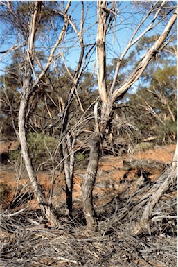 APII jpeg image of Eucalyptus jutsonii  © contact APII